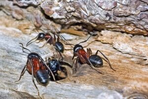 remèdes pour débarrasser sa maison des fourmis charpentières