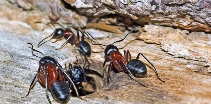 Quels remèdes pour débarrasser sa maison des fourmis charpentières ?